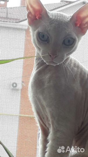 Донской сфинкс