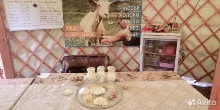 Дегустация крафтовых козьих сыров