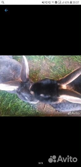 Продам крольчат