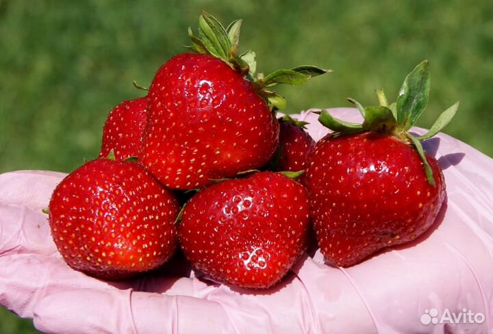 Клубника поздняя Пегас. зкс