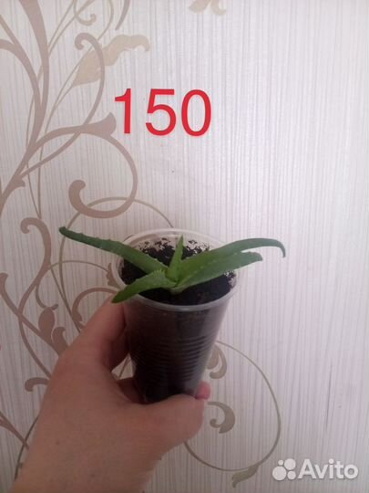 Продам цветы домашние