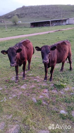 Абердин ангус телки