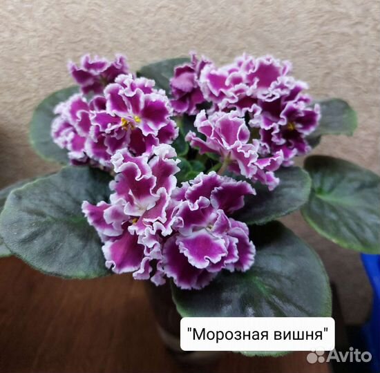 Фиалки сортовые