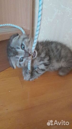 Вислоухие котята