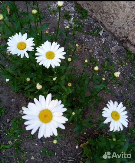 Ромашка в наличии