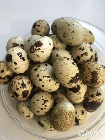Яйца перепелиные домашние и инкубационное
