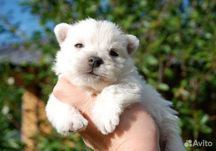 Вест хайленд девочка