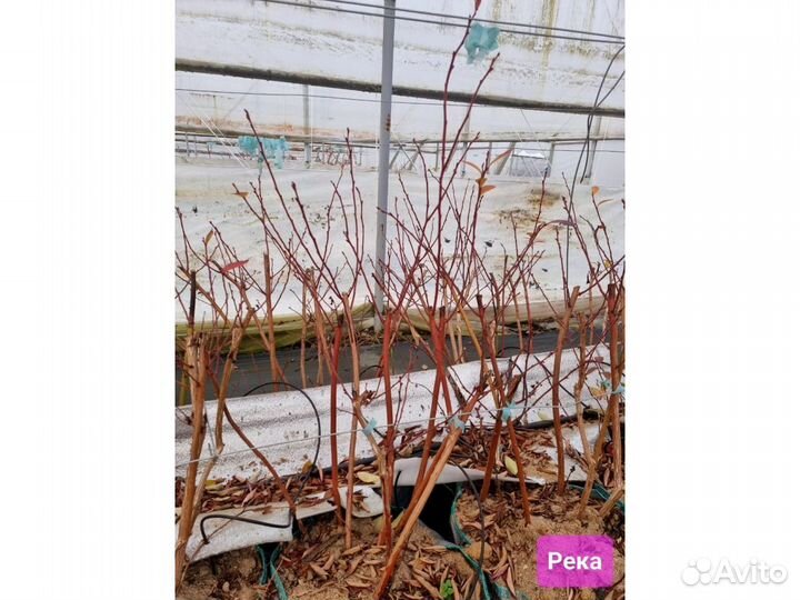 Голубика сорт Reka