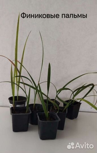 Финиковые пальмы