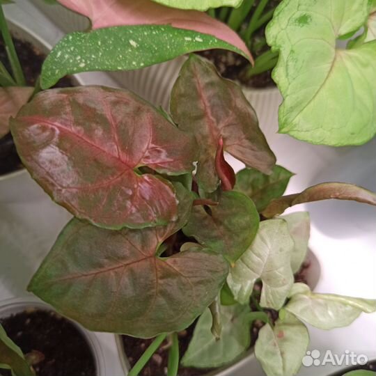 Сингониум Pink Chocolate