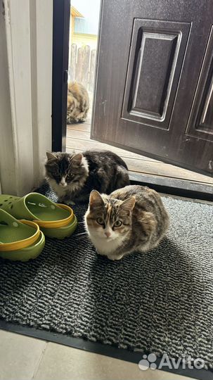 Котята в добрые руки