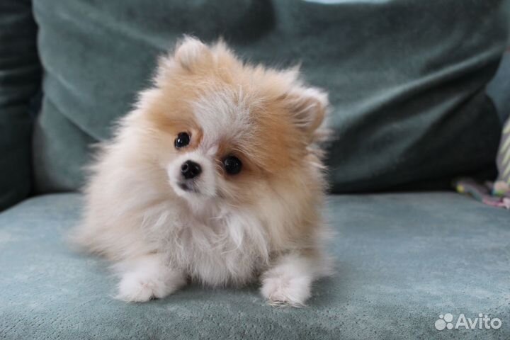 Щенки померанского шпица