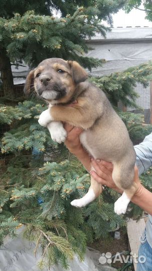 Собака в добрые руки щенок