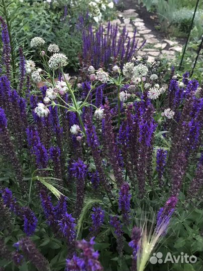 Многолетники для сада