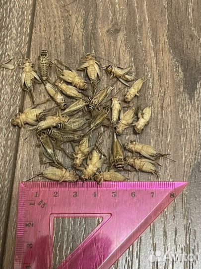 Замороженные домовые сверчки