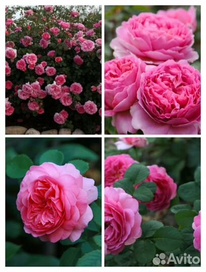 Мими Эден есть ещё несколько сортов