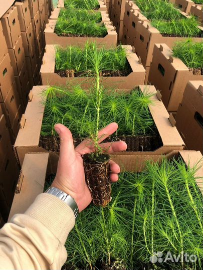 Сеянцы ели зкс оптом