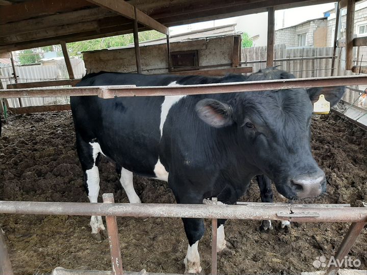 Быки на мясо