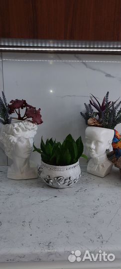 Сансевьерия Ханни