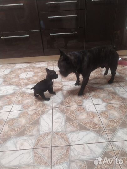 Французский бульдог. Щенок