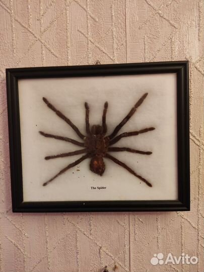 Рамка паук