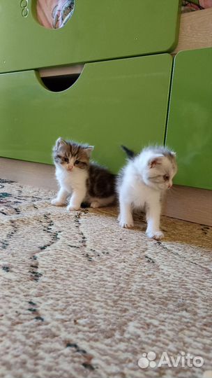 Кошка в дар