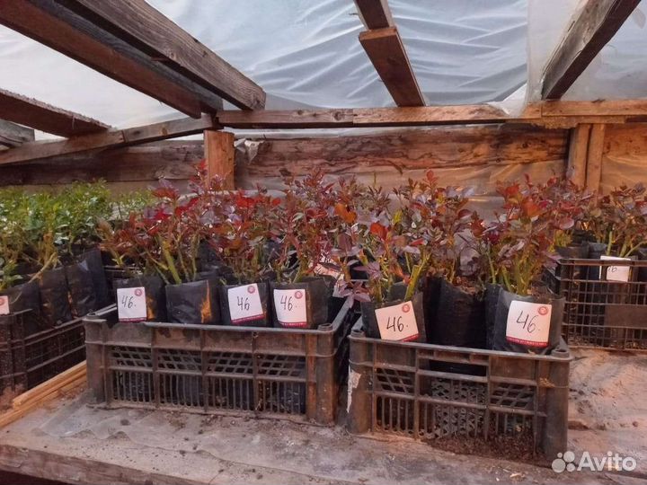 Саженцы роз