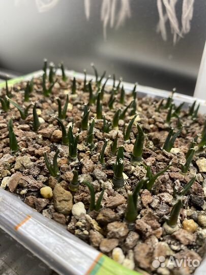 Кактус (Ариокарпус) Ariocarpus trigonus