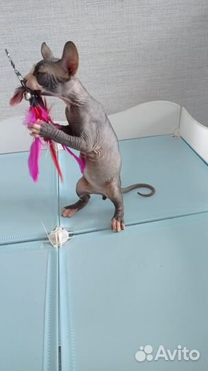 Ахиллес сын Никаса