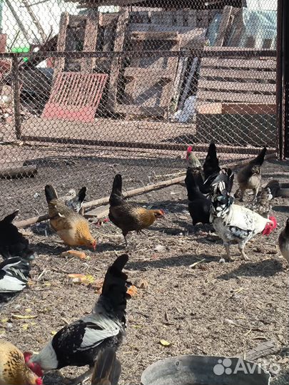 Декоративные карликовые куры