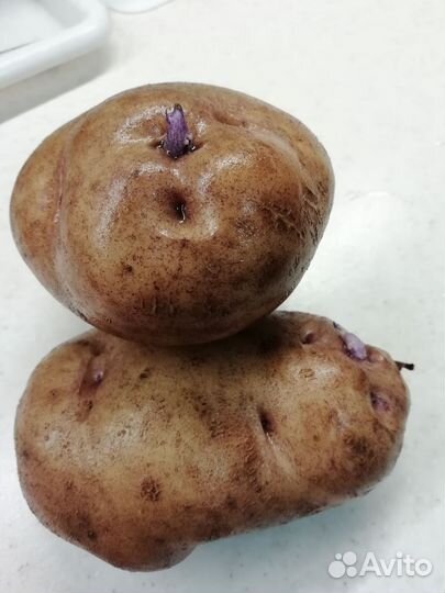 Картофель Синеглазка семенной