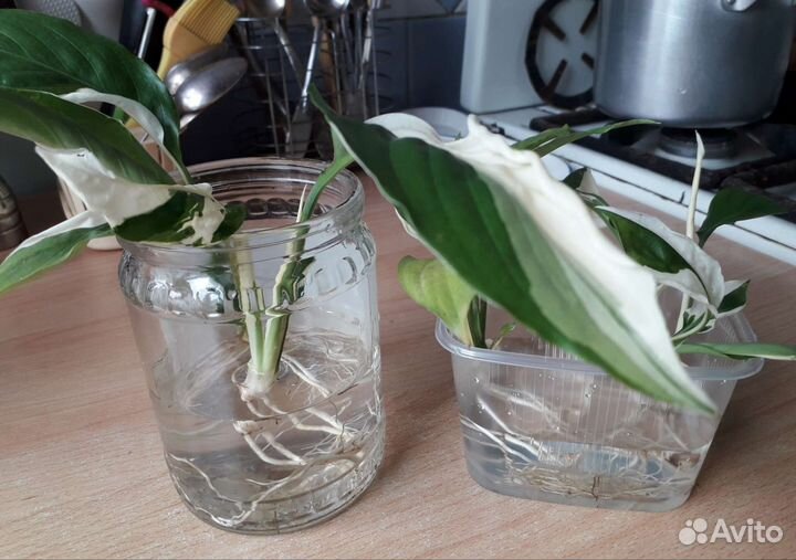 Спатифиллум Пикассо