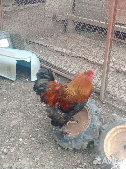 Петухи породы брама