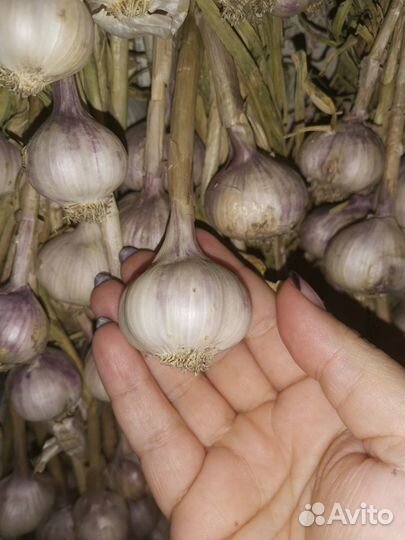 Чеснок семена