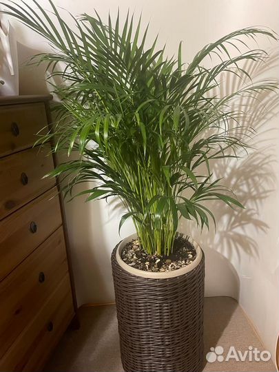 Дипсис-пальма Lutescens D-24 H-110