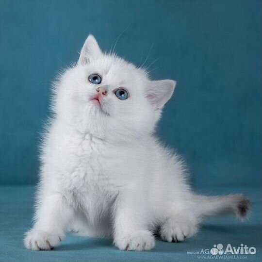 Девочка британской серебристой шиншиллы