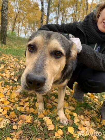 Собака Авель