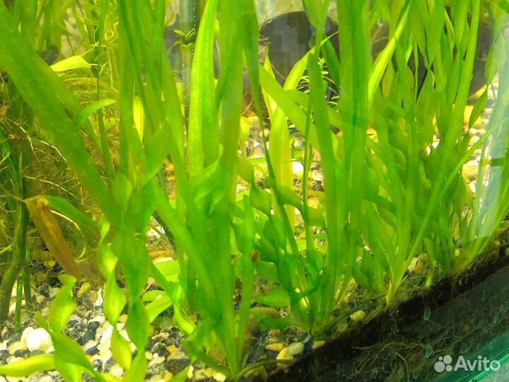 Аквариумные растения
