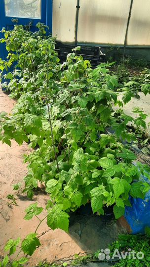 Саженцы боярышника, малины, ирга, клубника