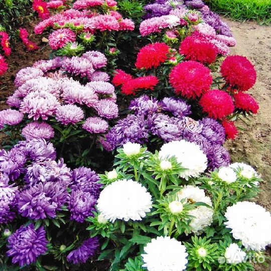 Рассада цветы астра