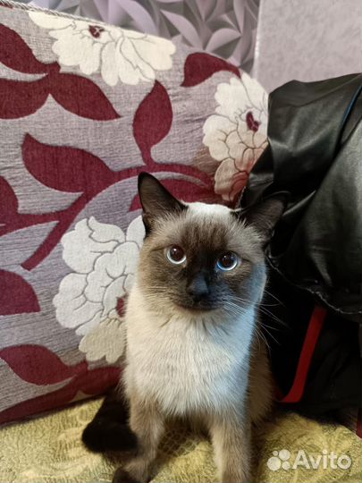 Сиамский кот