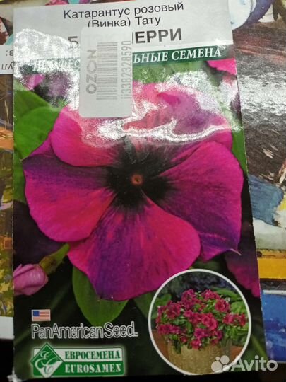 Петуния рассада