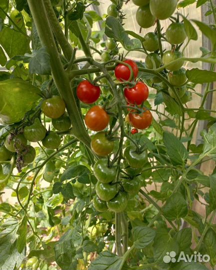Черри и Балконное чудо рассада помидор томатов