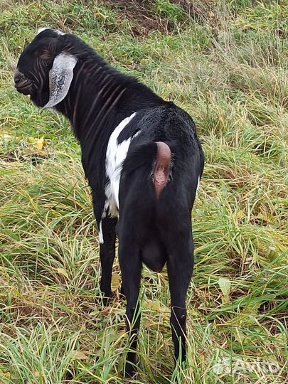 Нубийские козы козлы козлята