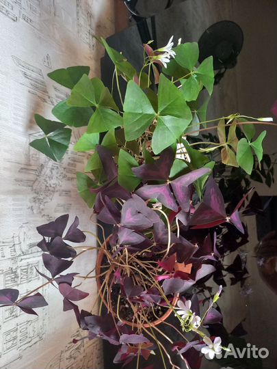 Кислица (оксалис)