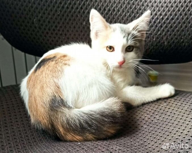 Очаровательная Белоснежка в добрые руки