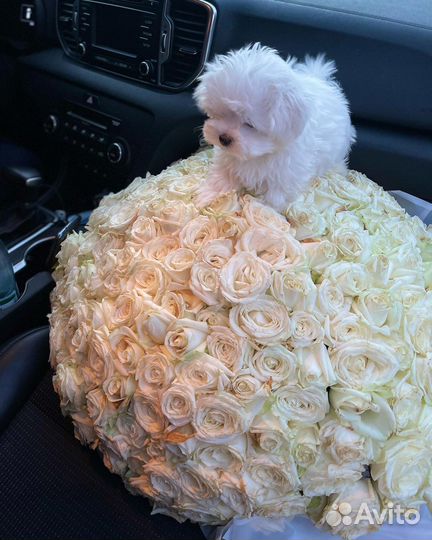 Мальтипу ф1 micro