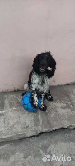 Русский спаниель вязка