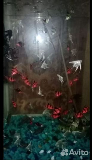 Аквариумные рыбки