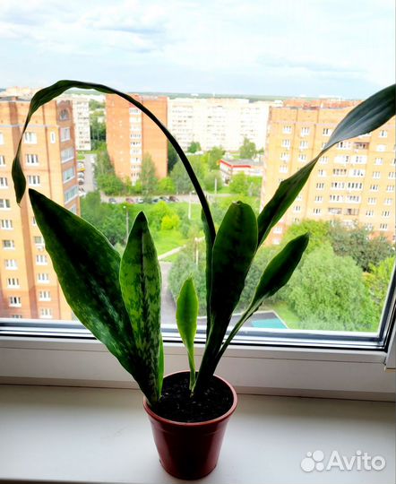 Сансевиерия